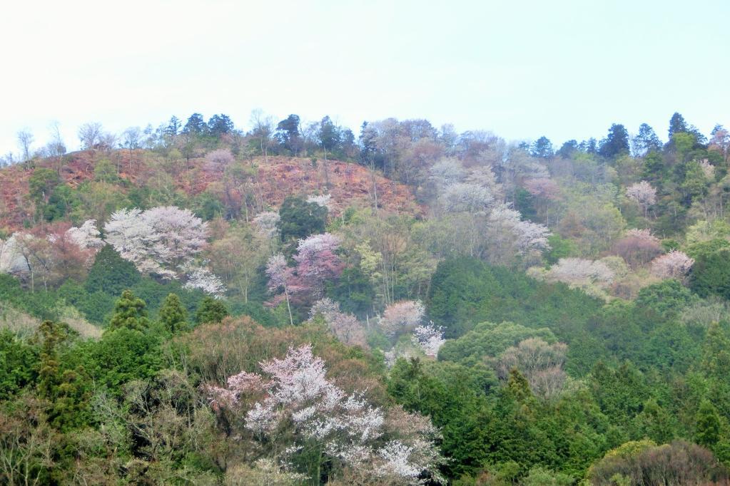 おおだの森で花見会（４月３日（土）開催に変更　当初予定より１週間早めました）