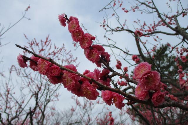 2021年3月9日現在の葵梅林の開花状況です！