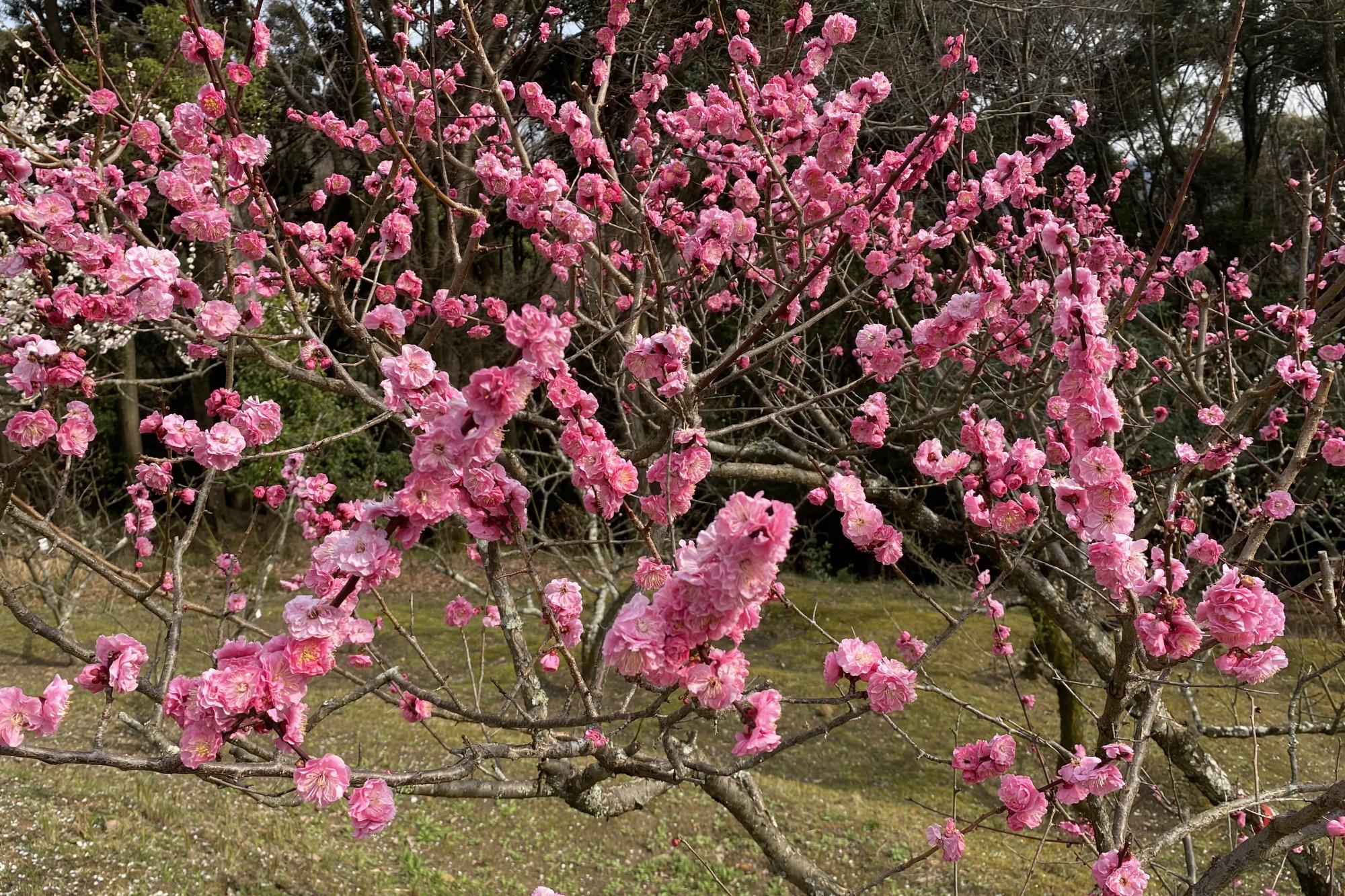 3月9日（火）岩津天満宮の梅の開花状況をお知らせします！