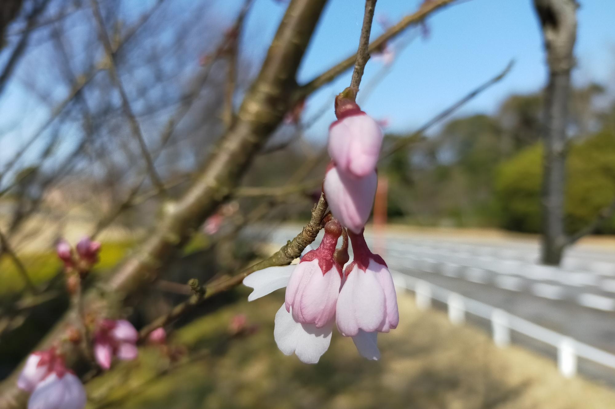 2021年3月11日（木）ユキヤナギ・江戸彼岸桜開花状況