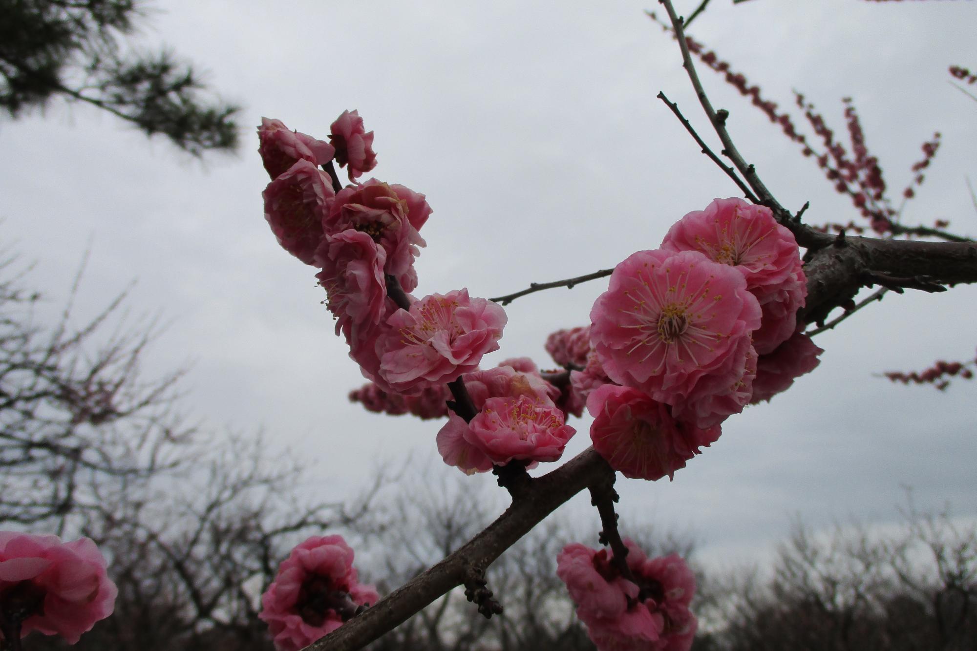 2021年3月12日現在の葵梅林の開花状況です！