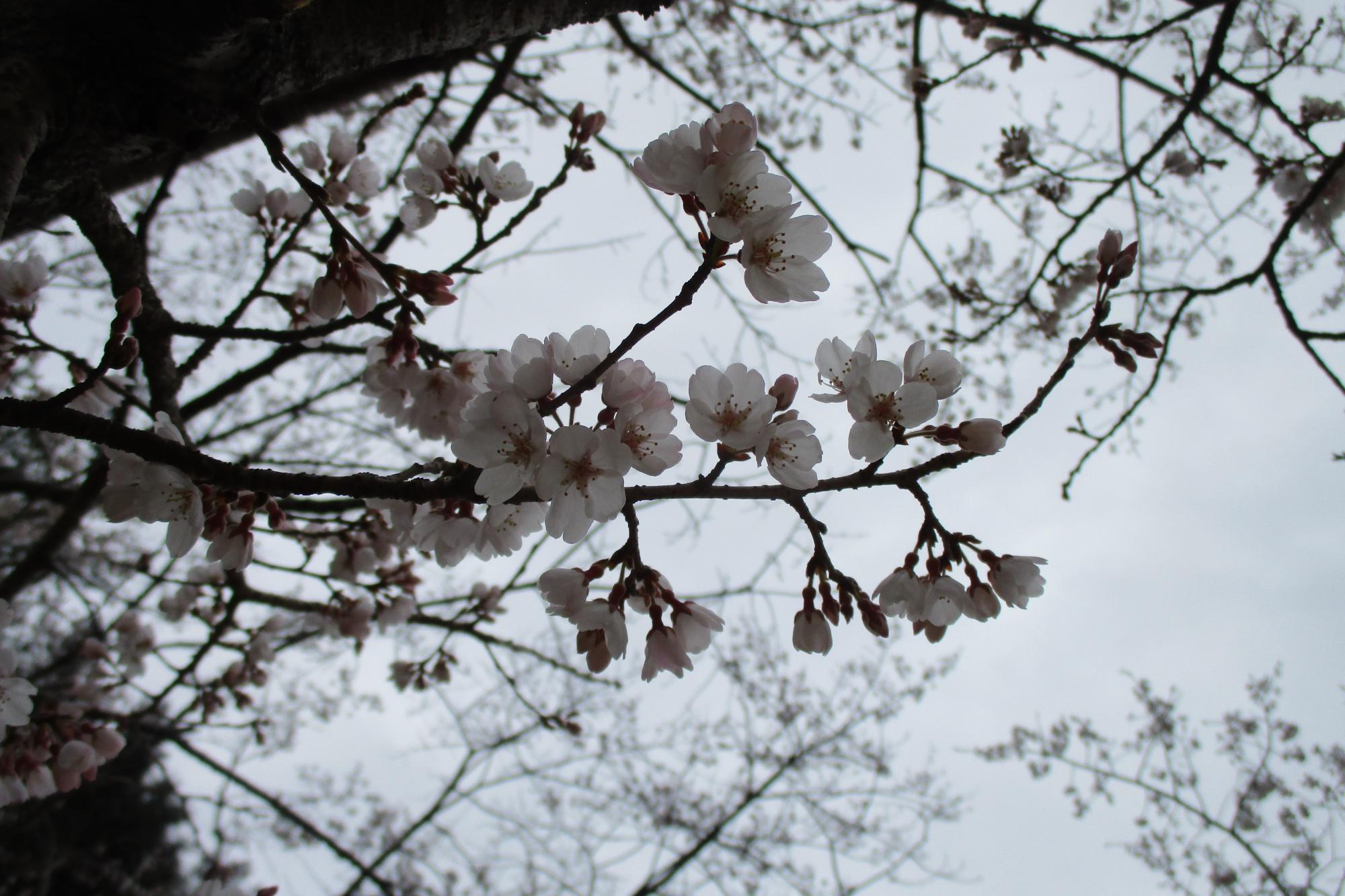 2021年の桜の開花状況です！