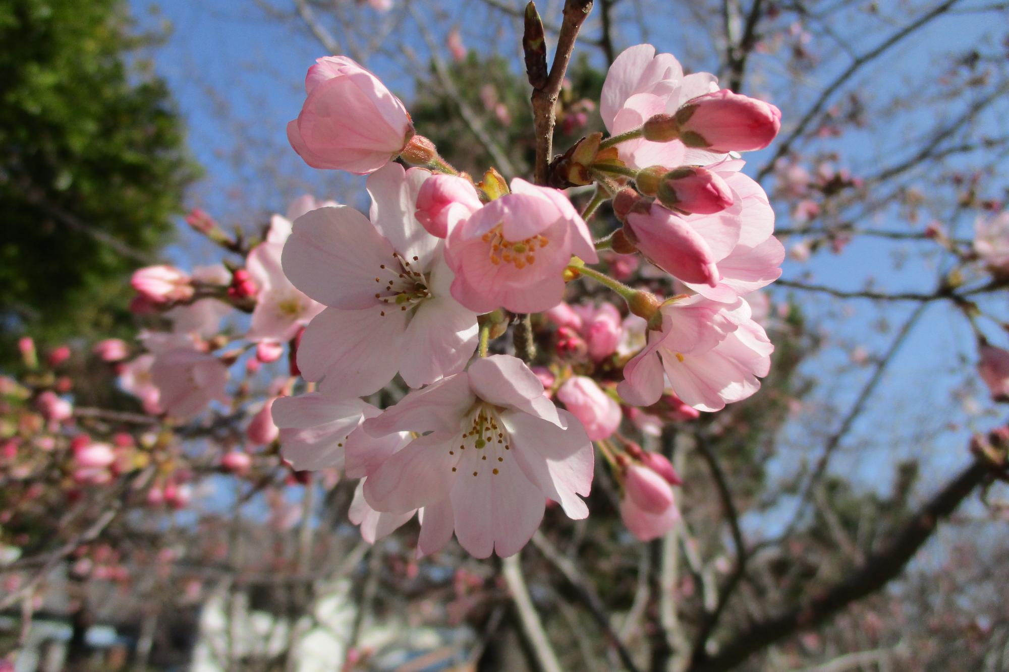 2021年3月18日現在の桜の開花状況です！