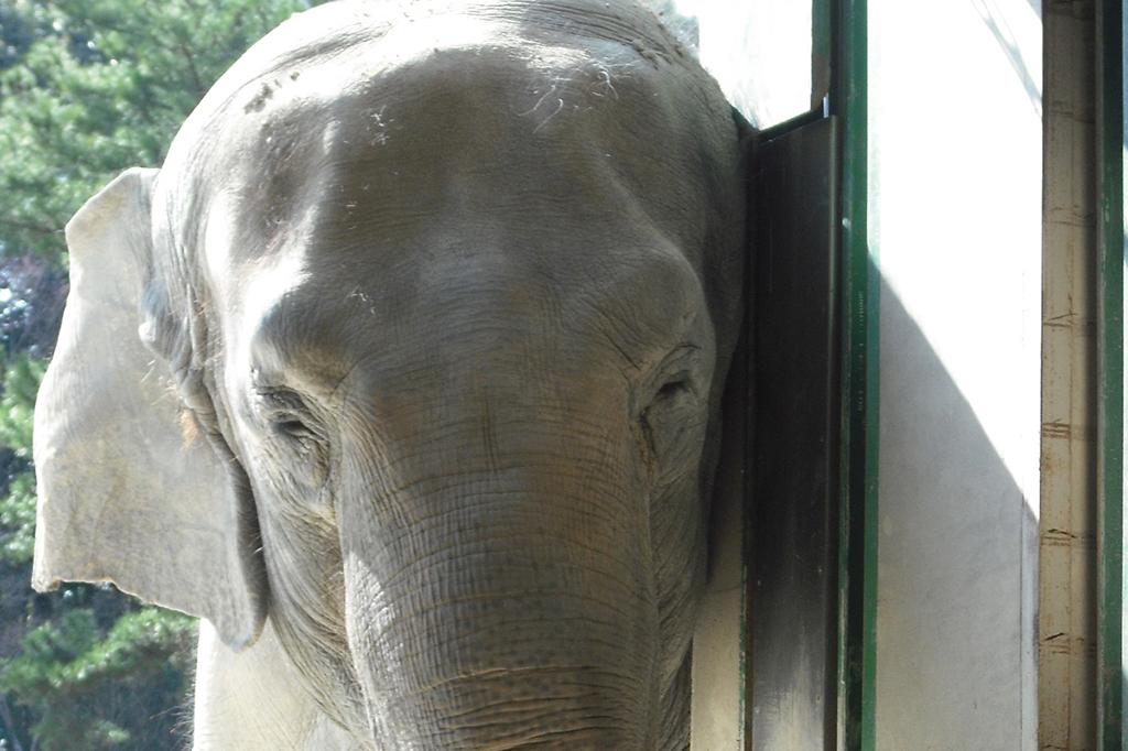 「東公園動物園人気投票【東公園動物園】」を開催します！