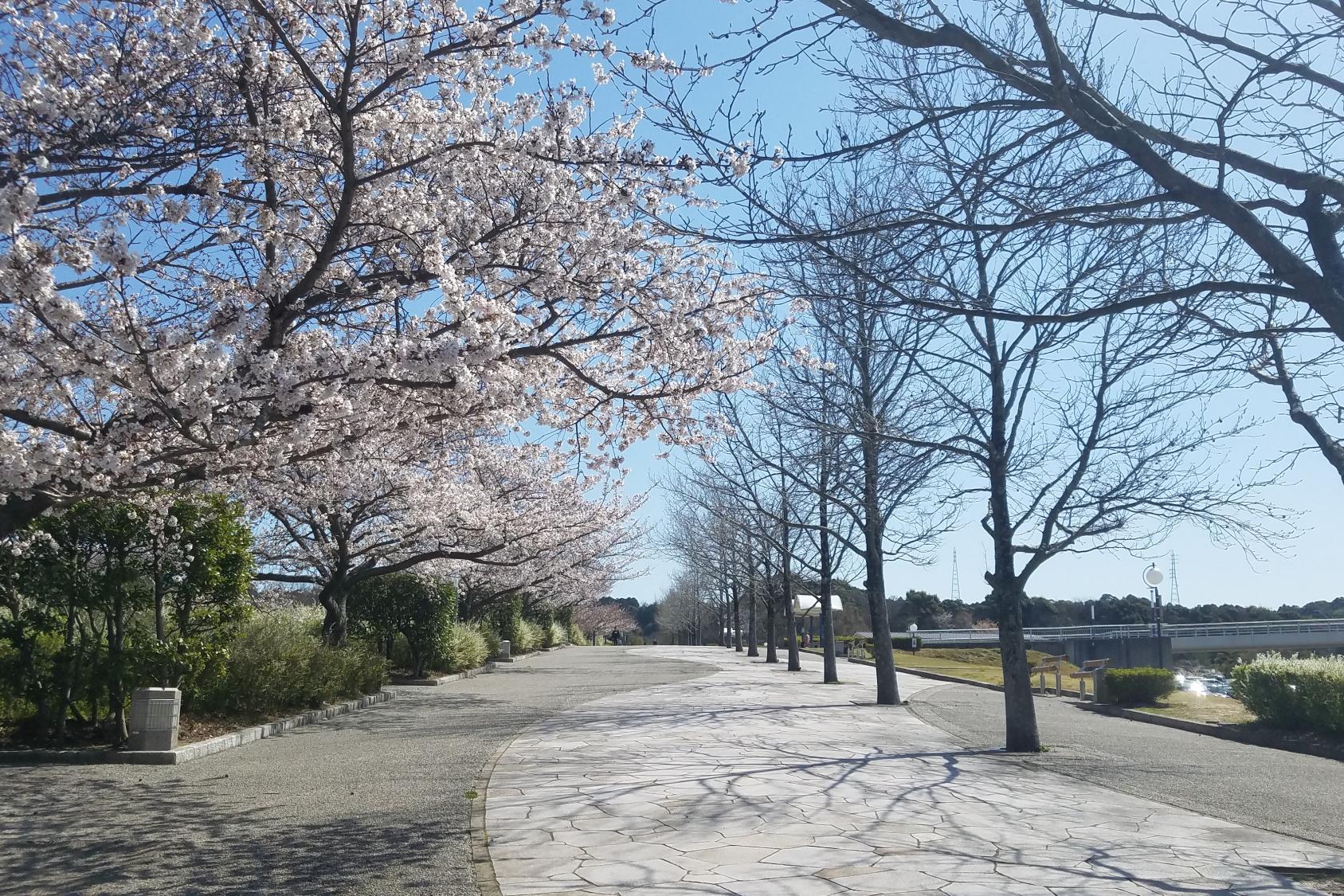 2021年3月24日（水）桜の開花状況