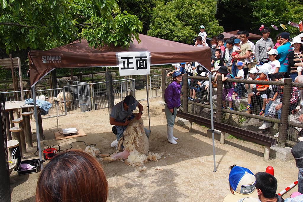 「ヒツジの毛刈り【東公園動物園】」を行います！