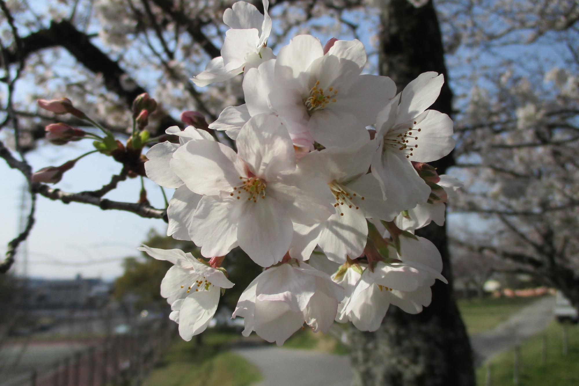 2021年3月26日現在の桜の開花状況です！