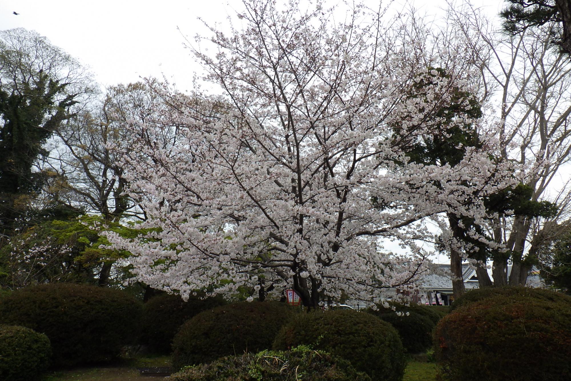 2021年3月28日（日）桜の開花状況を公開しました！