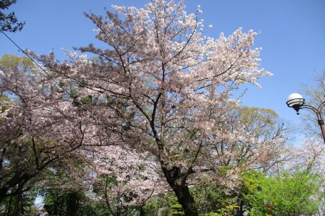 2021年3月31日（水）の桜の開花状況を公開しました！