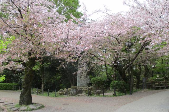 2021年4月1日（木）桜の開花状況を公開しました！