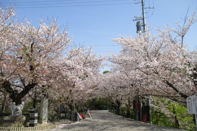 2021年4月2日（金）桜の開花状況を公開しました！