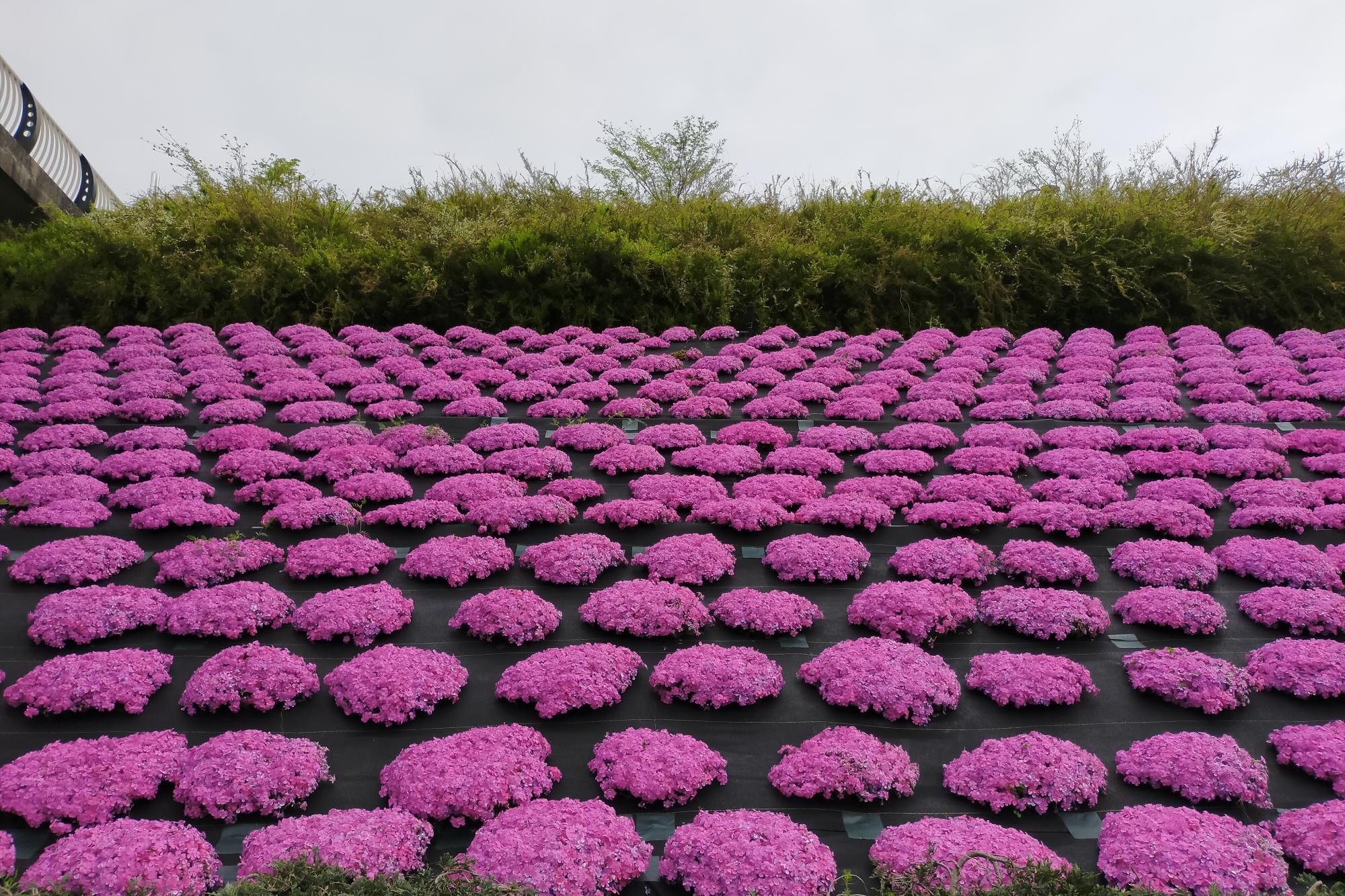 2021年4月3日（土）芝桜開花状況