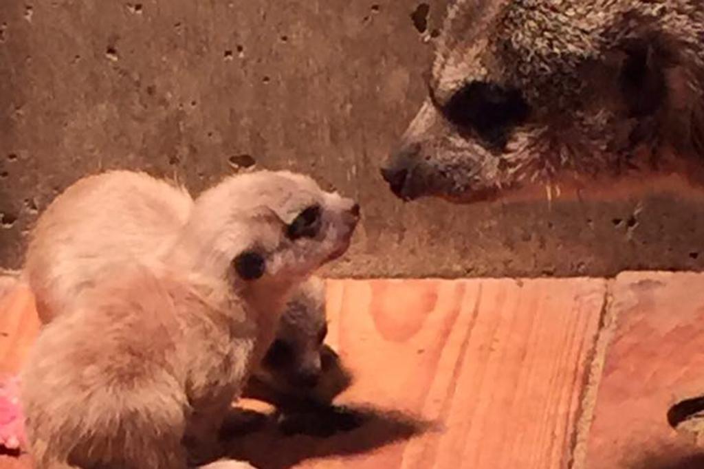 ミーアキャットに子どもが生まれました！【東公園動物園】