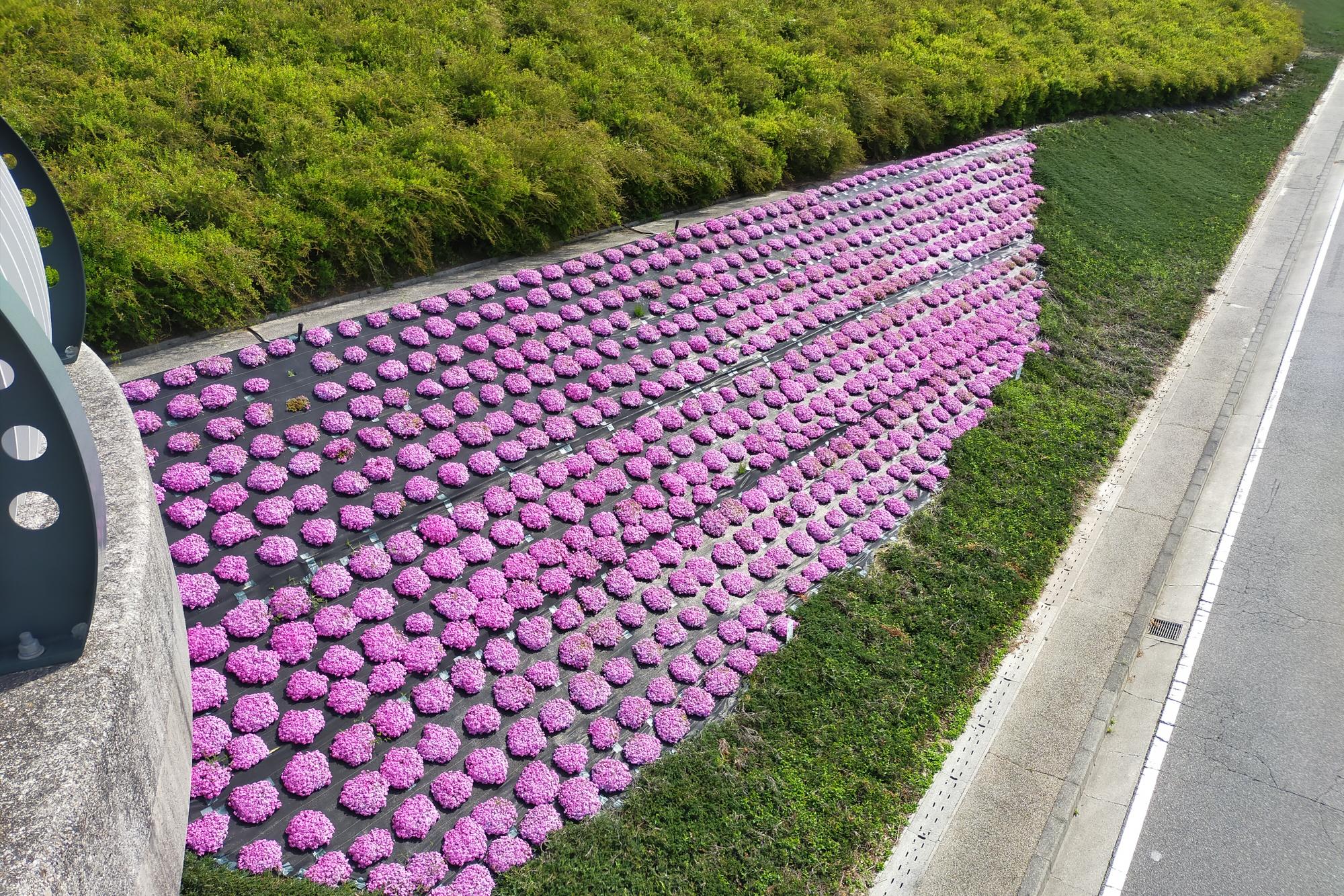 2021年4月8日（木）芝桜開花状況