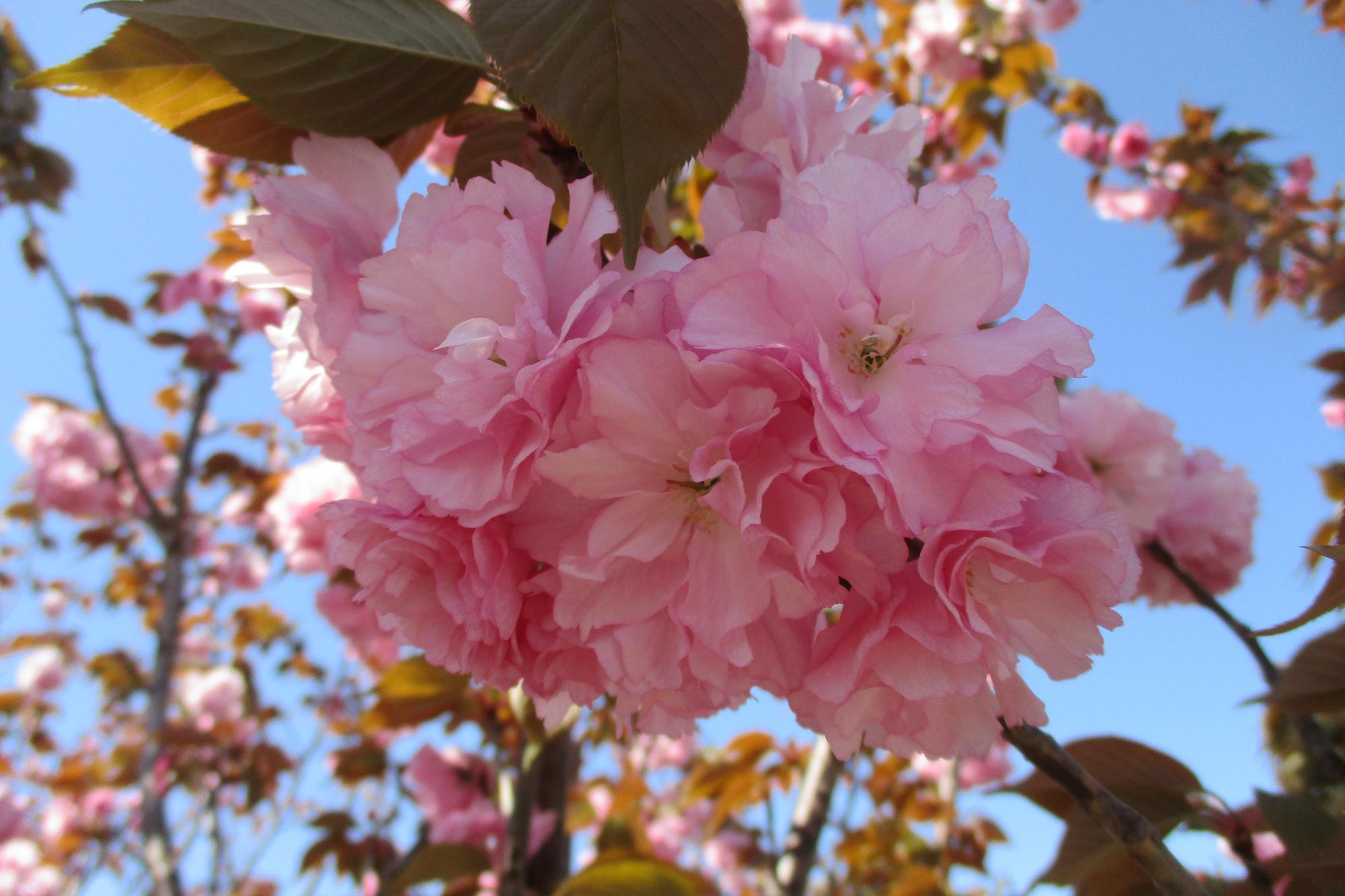2021年4月9日現在の桜の開花状況です！