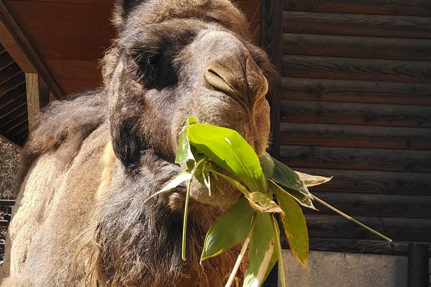 東公園動物園にヒトコブラクダが仲間入りします。【東公園動物園】