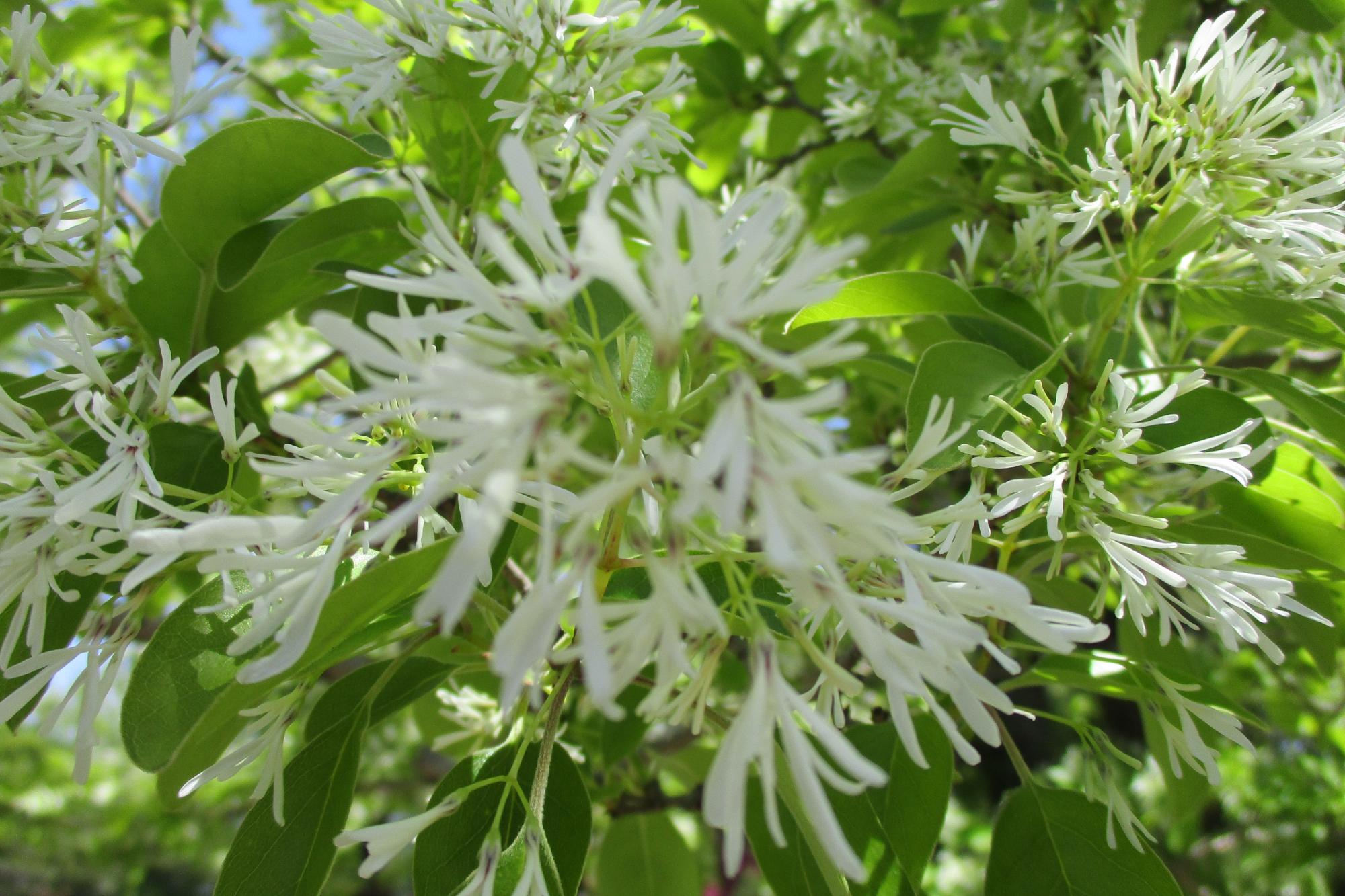2021年のなんじゃもんじゃの木の開花状況です！