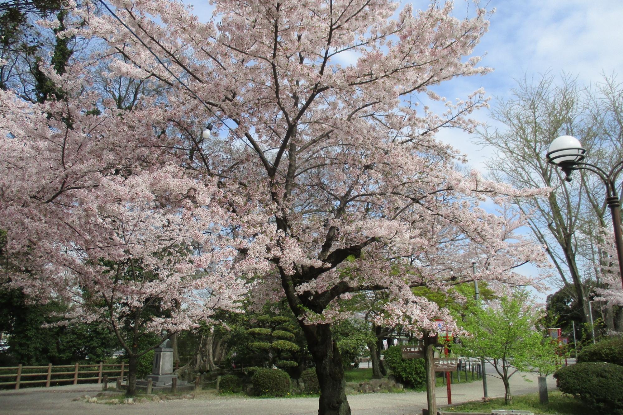 2017年4月13日の桜の開花状況を公開しました。