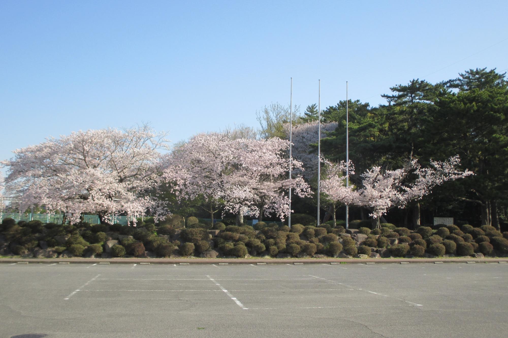 4月13日現在の桜の開花状況はこちらです！