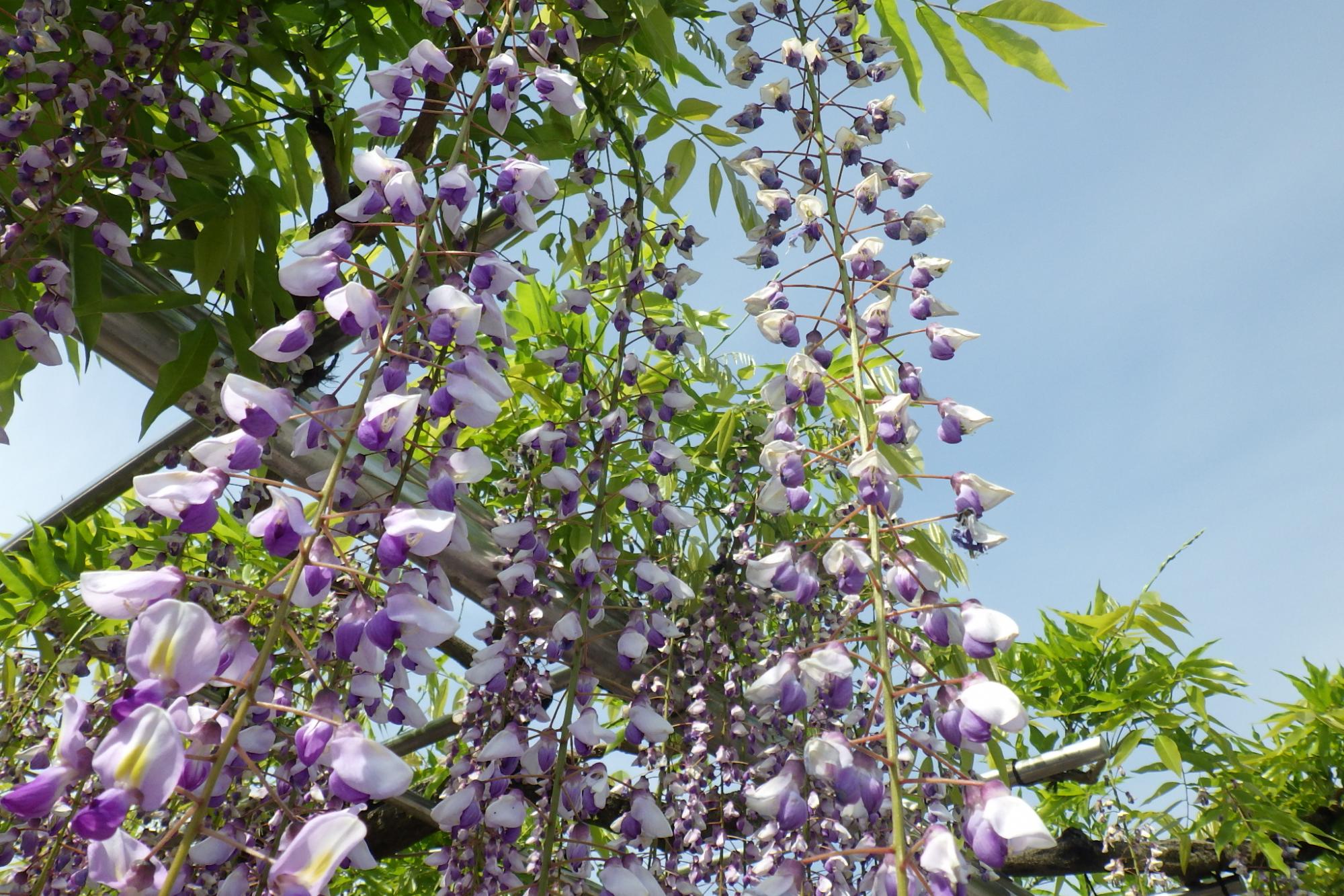 2021年4月25日（日）五万石ふじの開花状況を公開しました！