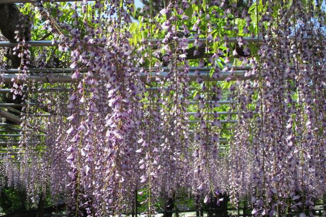 2021年4月26日（月）五万石ふじの開花状況を公開しました！