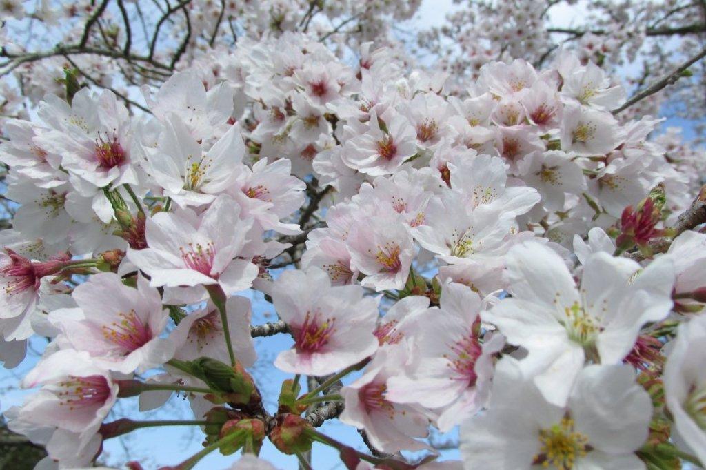 奥殿陣屋の桜も散り始めました。