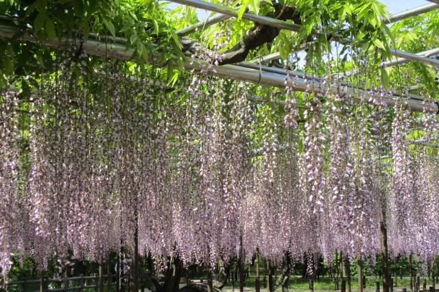 2021年4月27日（火）五万石ふじの開花状況を公開しました！ 