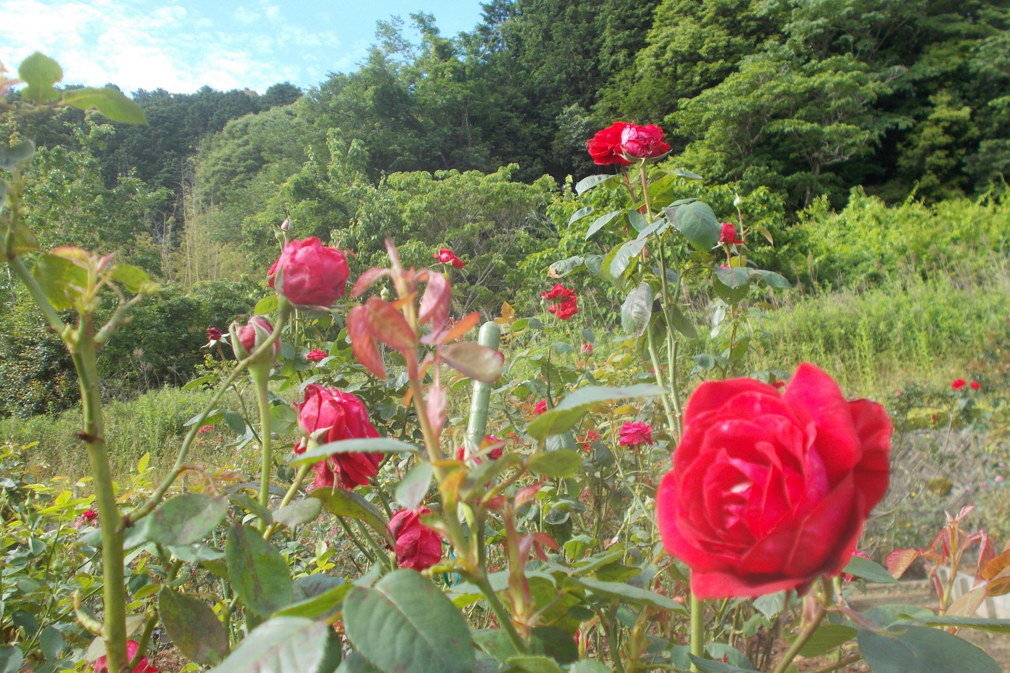 2021年バラの開花情報