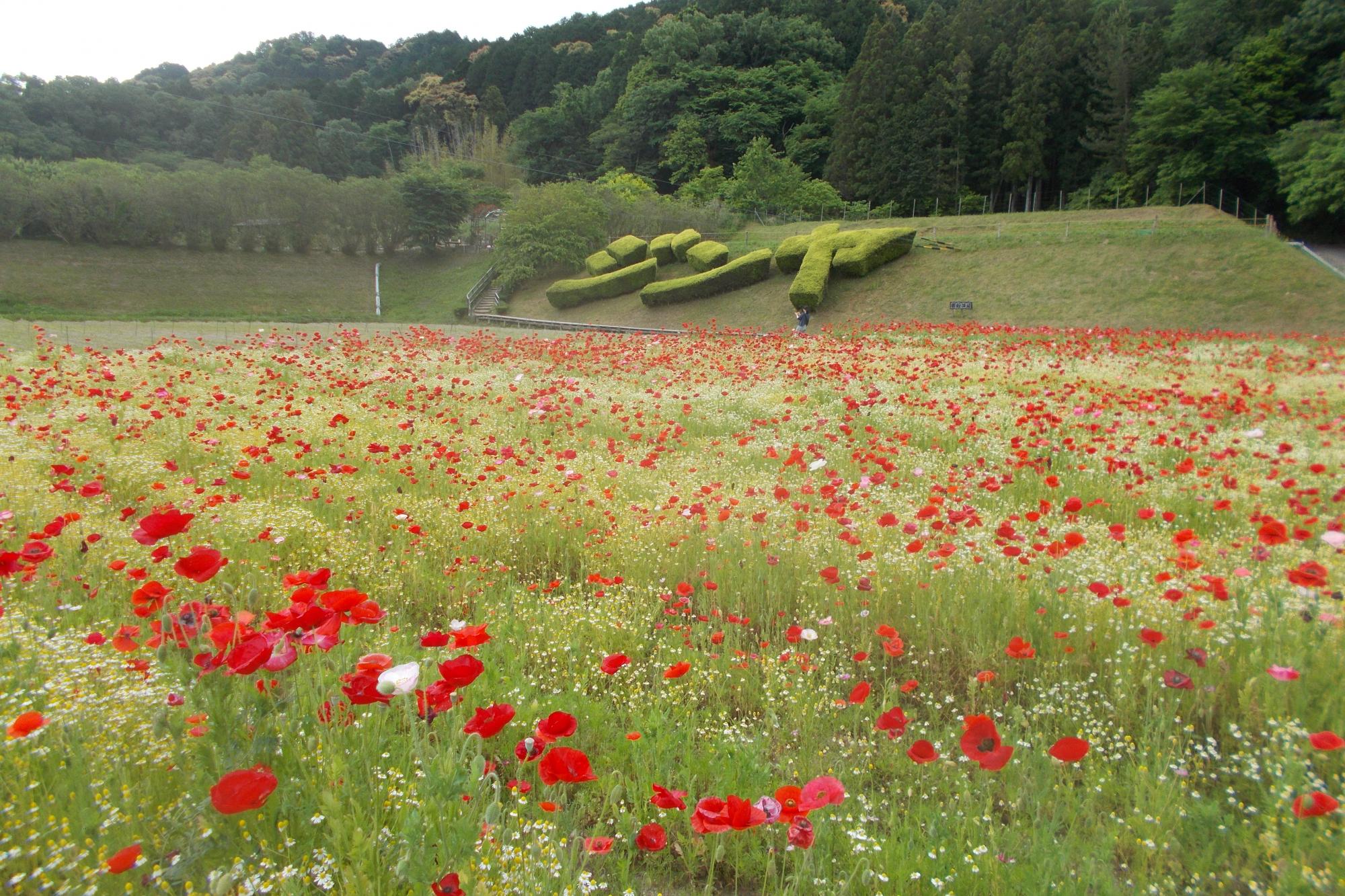 2021年奥殿陣屋のお花情報