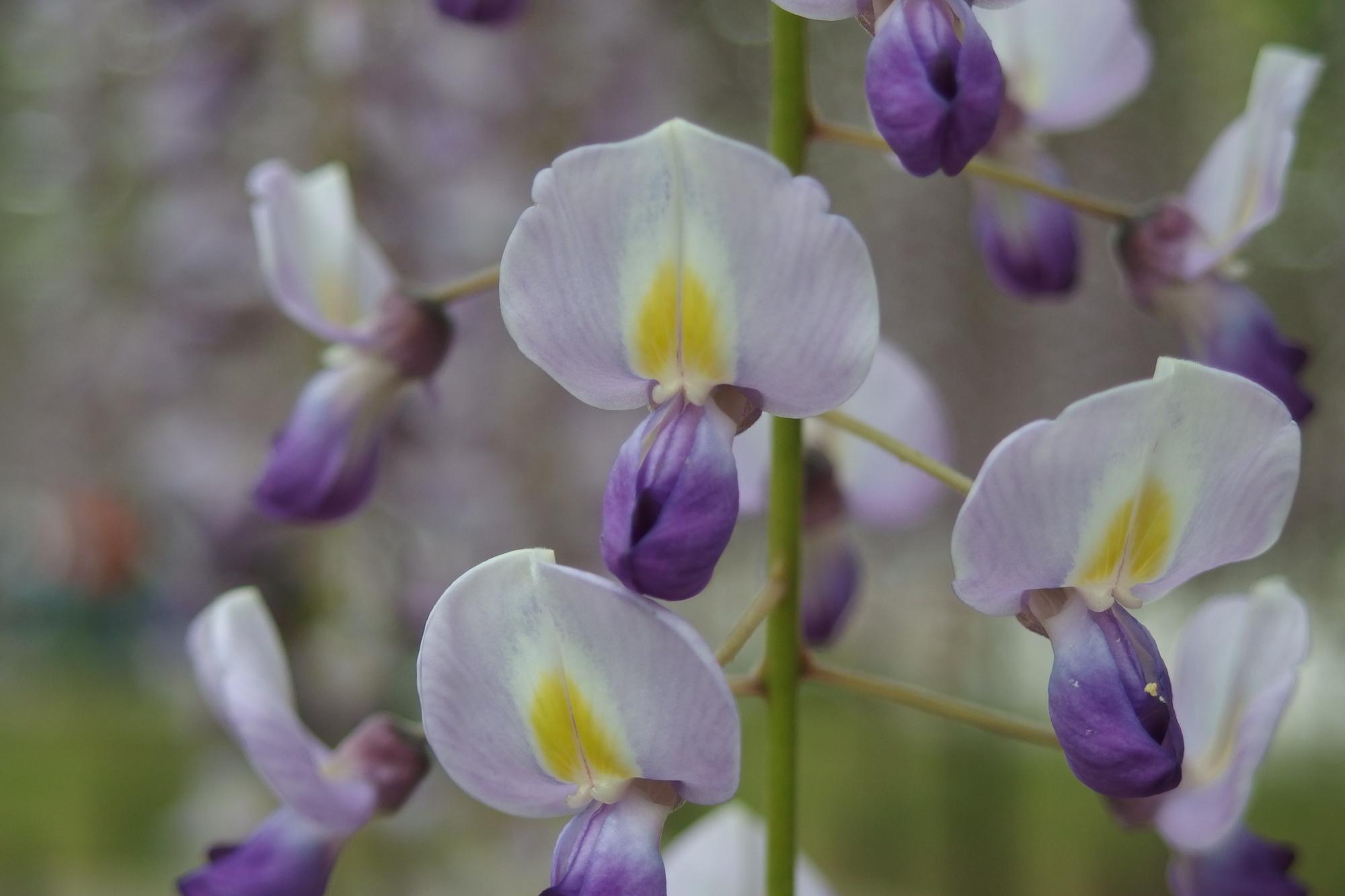 2021年4月28日（水）五万石ふじの開花状況を公開しました！