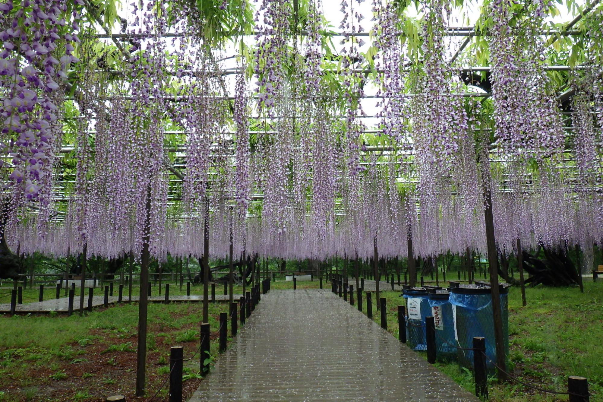 2021年4月29日（木）五万石ふじの開花状況を公開しました！