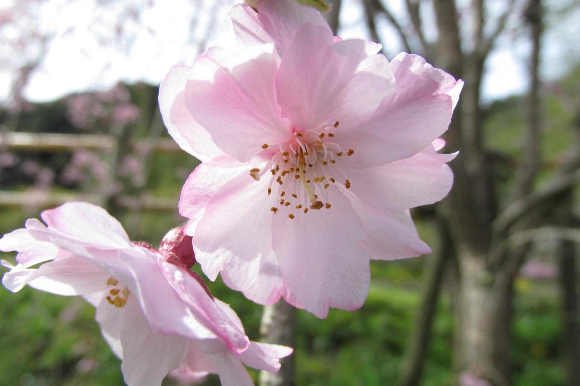 花ぞの苑情報を更新しました。（4月14日）