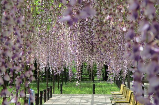 2021年4月30日（金）五万石ふじの開花状況を公開しました！ 