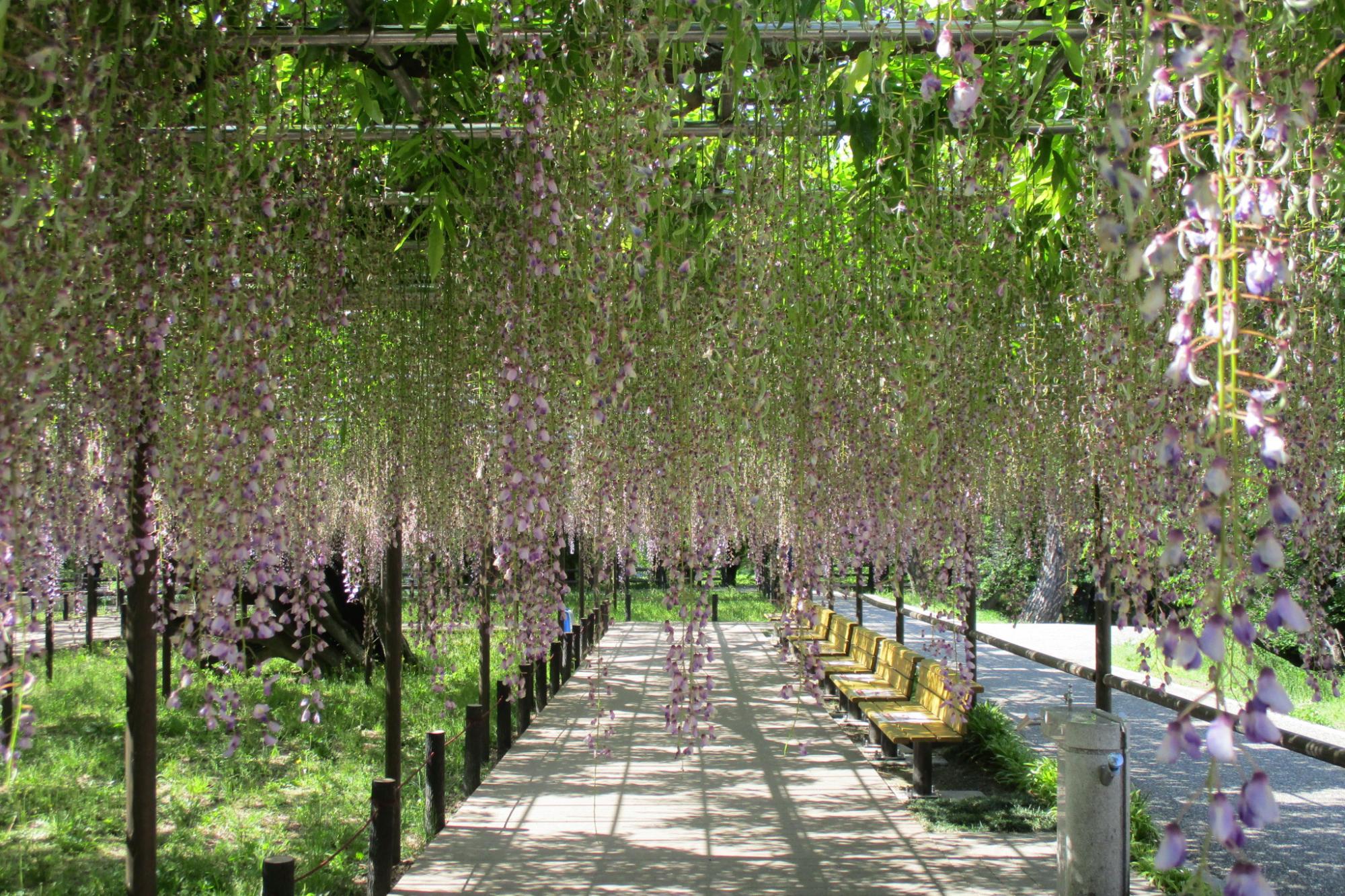 2021年5月3日（月）五万石ふじの開花状況を公開しました！ 