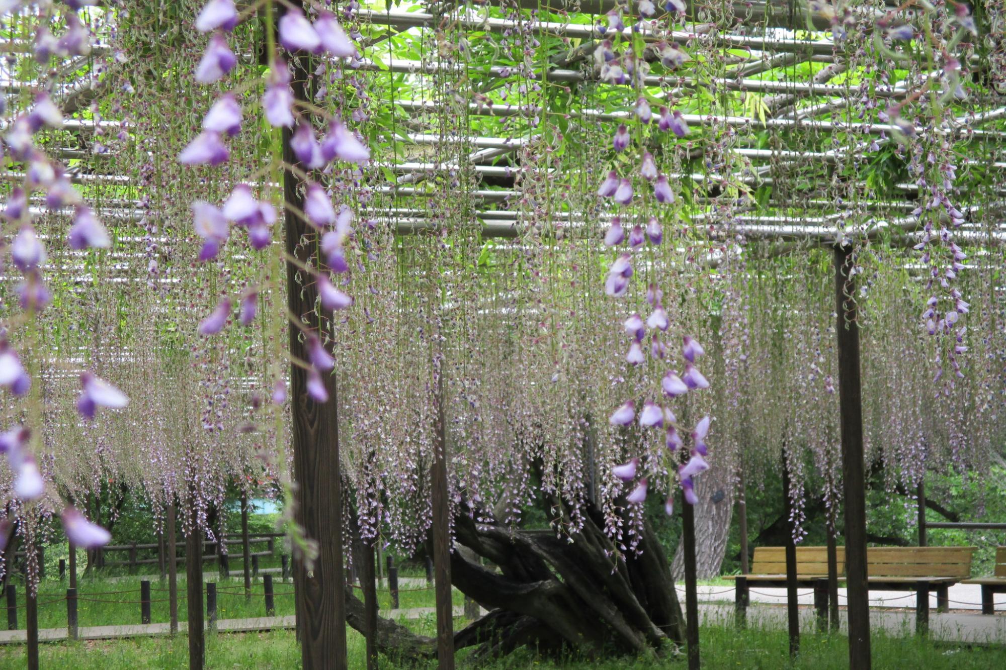 2021年5月5日（水）五万石ふじの開花状況を公開しました！