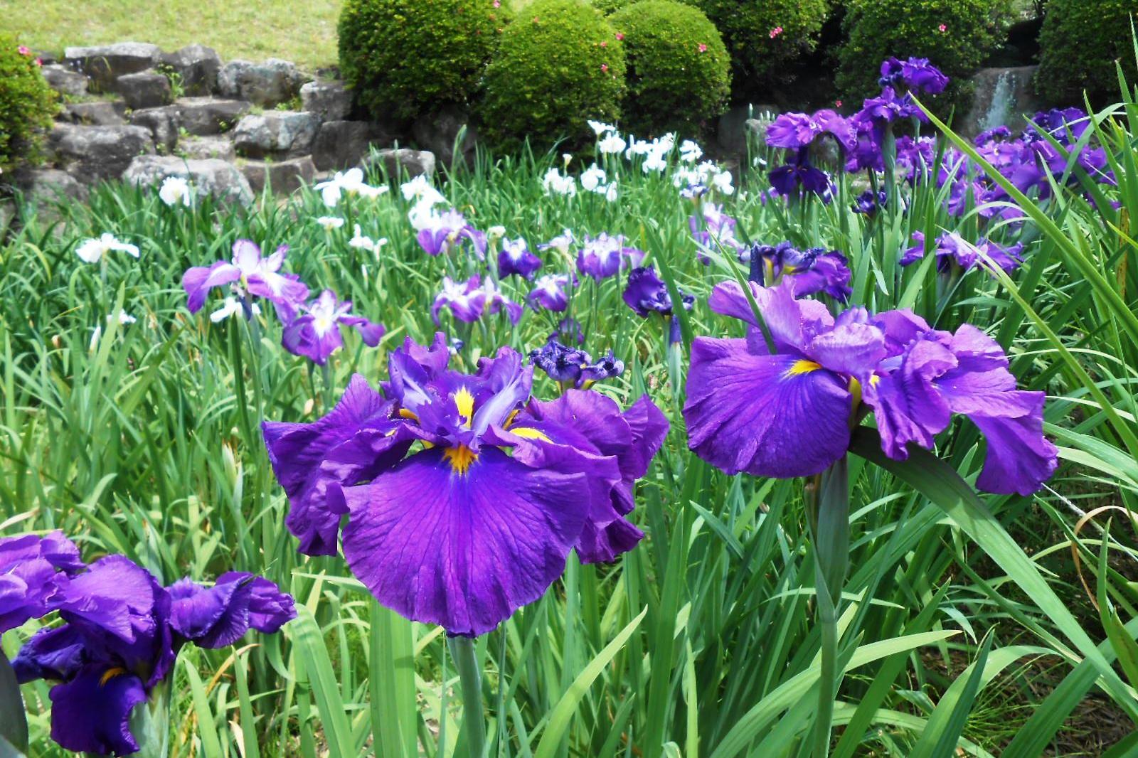 5月15日（土）の花菖蒲園の様子を更新しました。