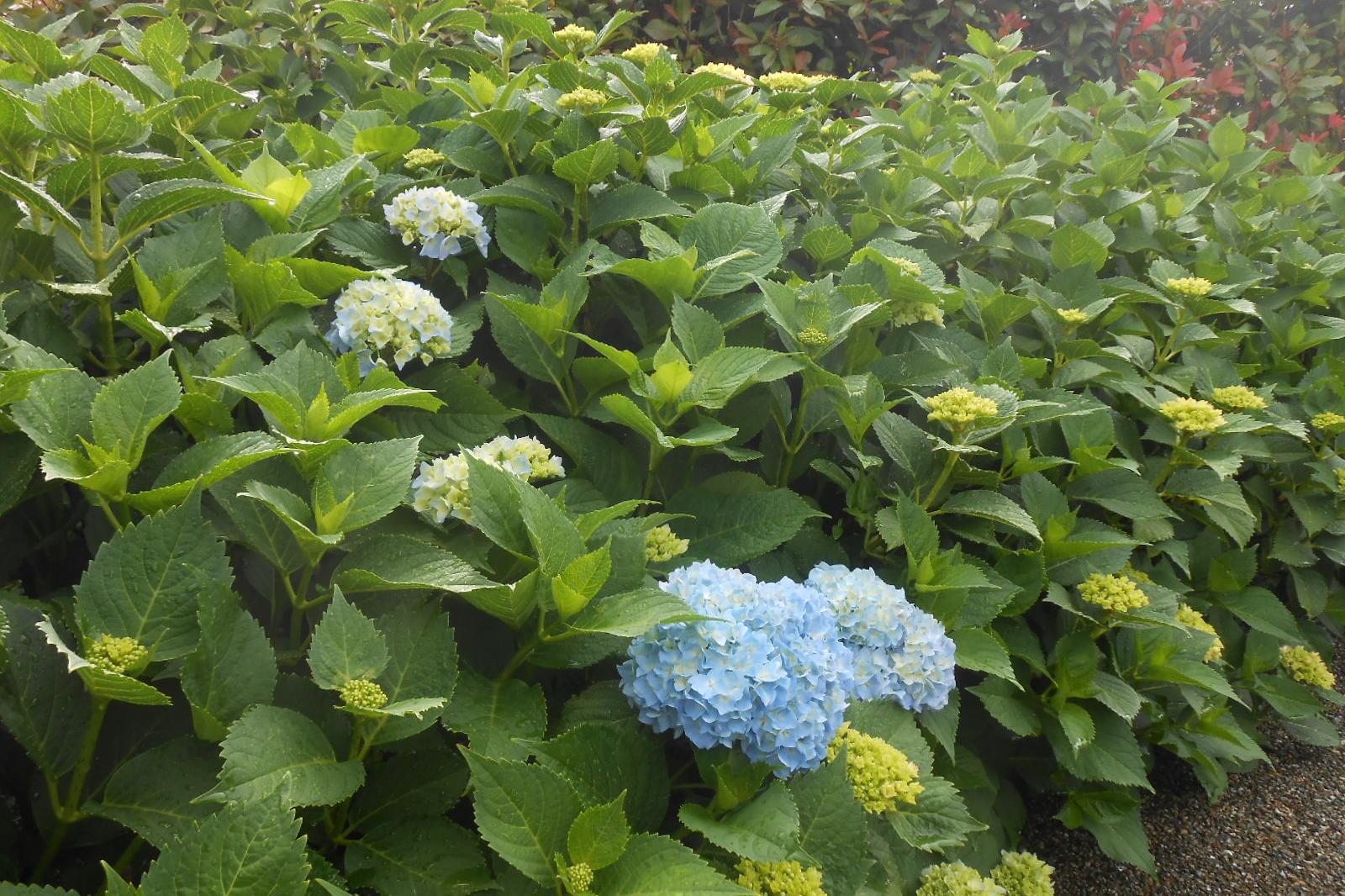 5月19日（水）のアジサイの様子を更新しました。