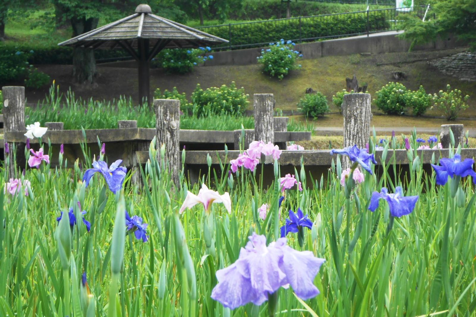 5月20日（木）の花菖蒲園の様子を更新しました。