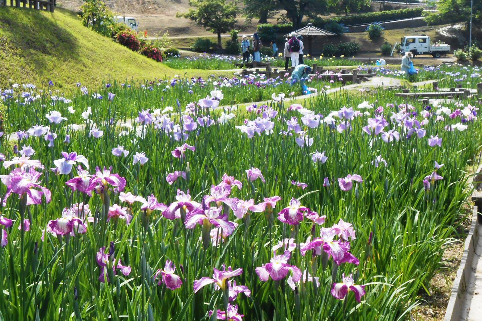 5月25日（火）の花菖蒲園の様子を更新しました。