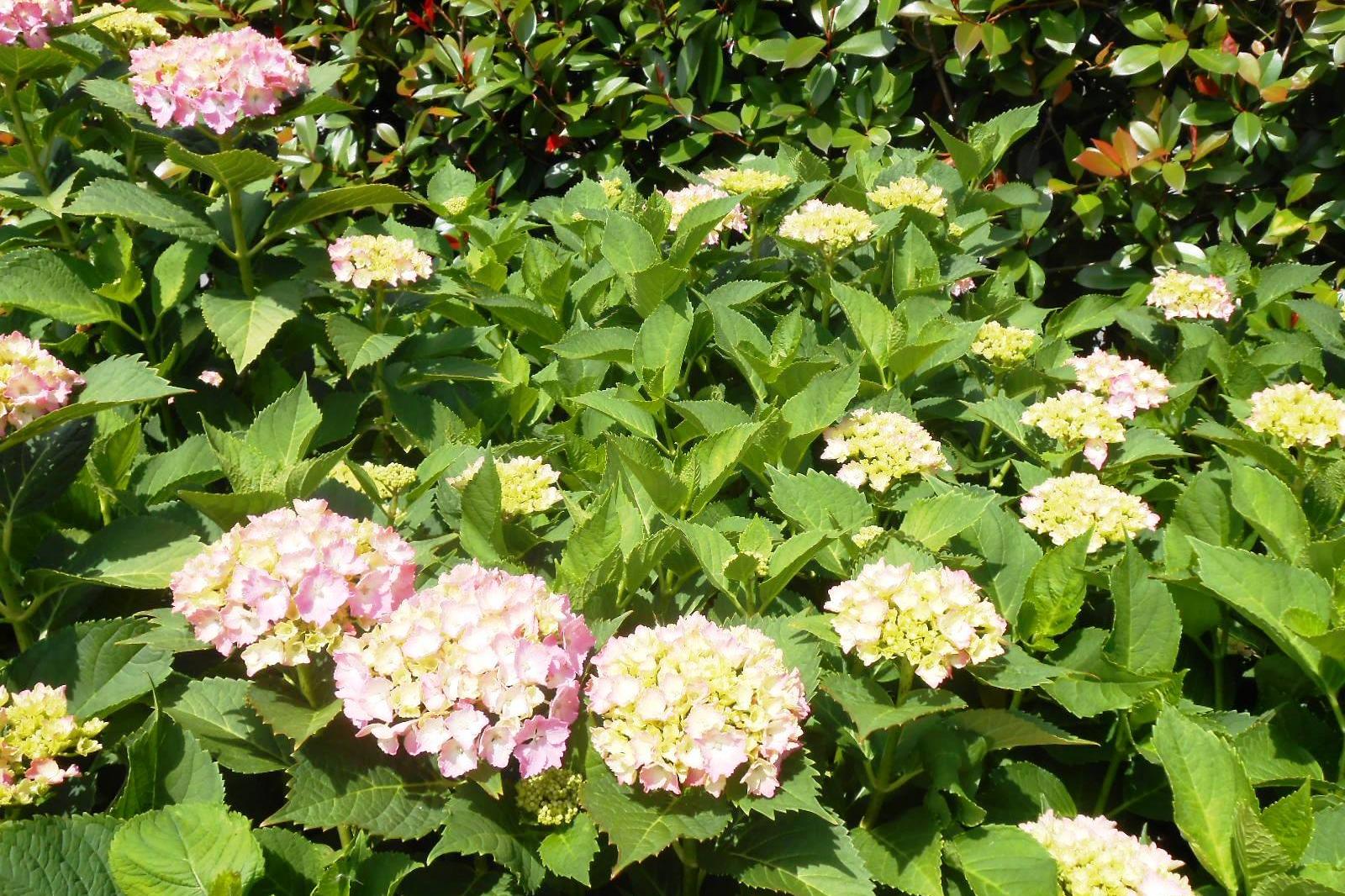 5月25日（火）時点のアジサイの様子です。