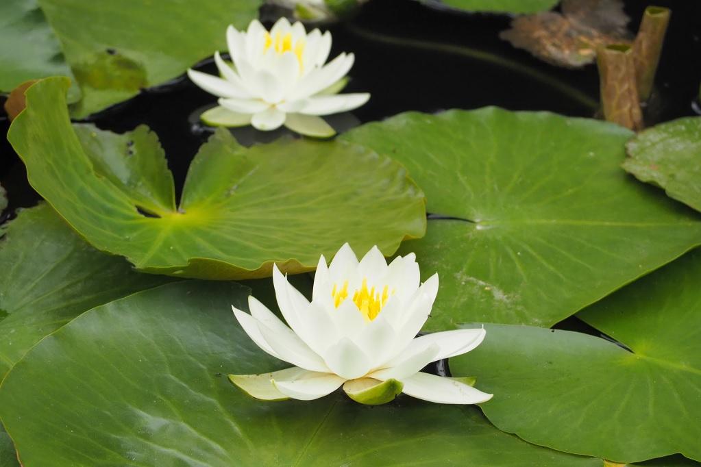 大樹寺境内の池の睡蓮が咲き始めました！