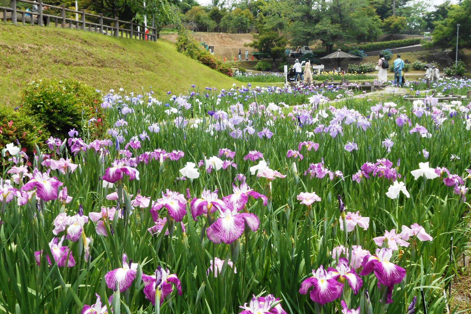 5月28日（金）の花菖蒲園の様子を更新しました。