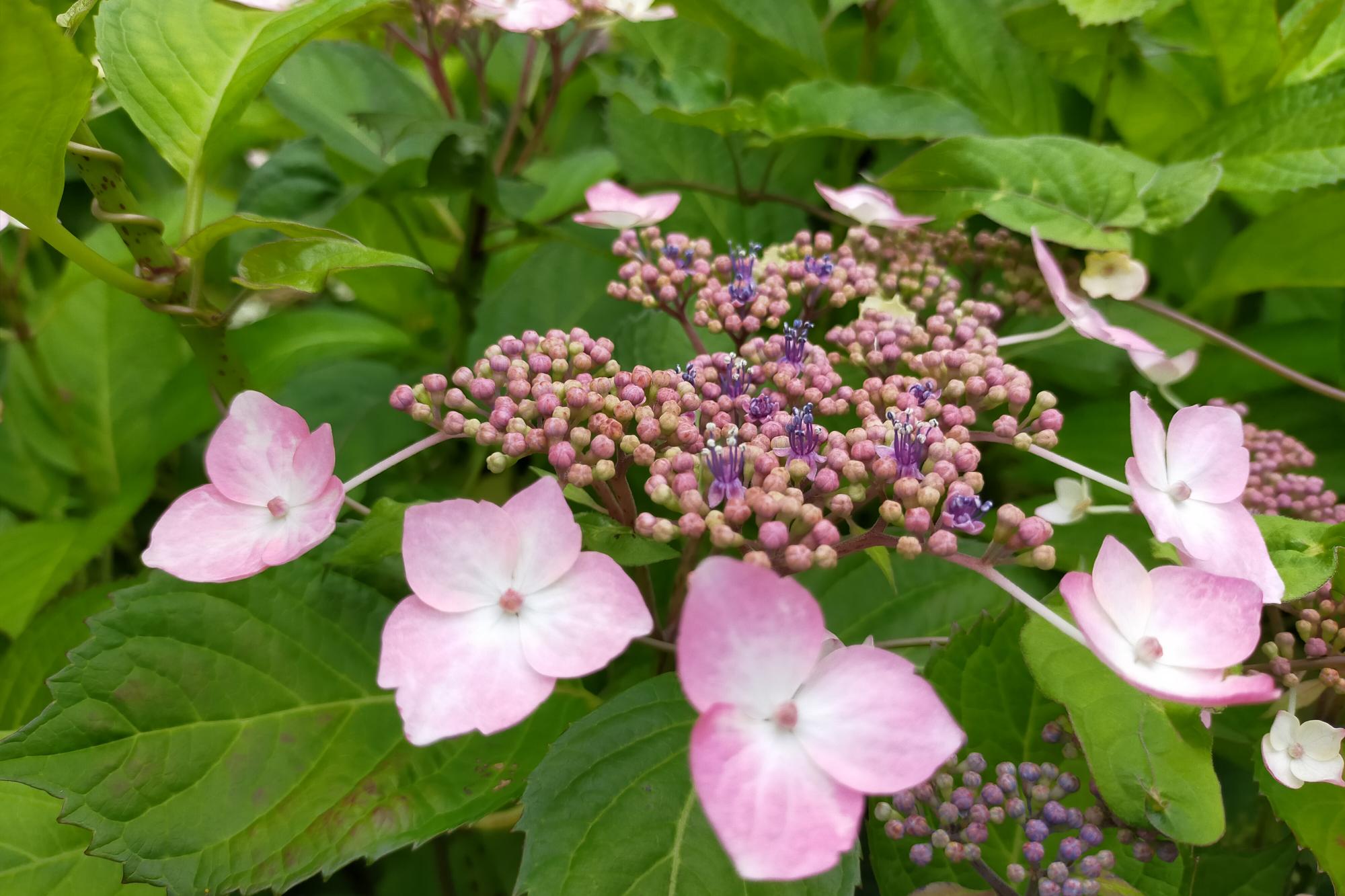 2021年5月31日　あじさい開花状況