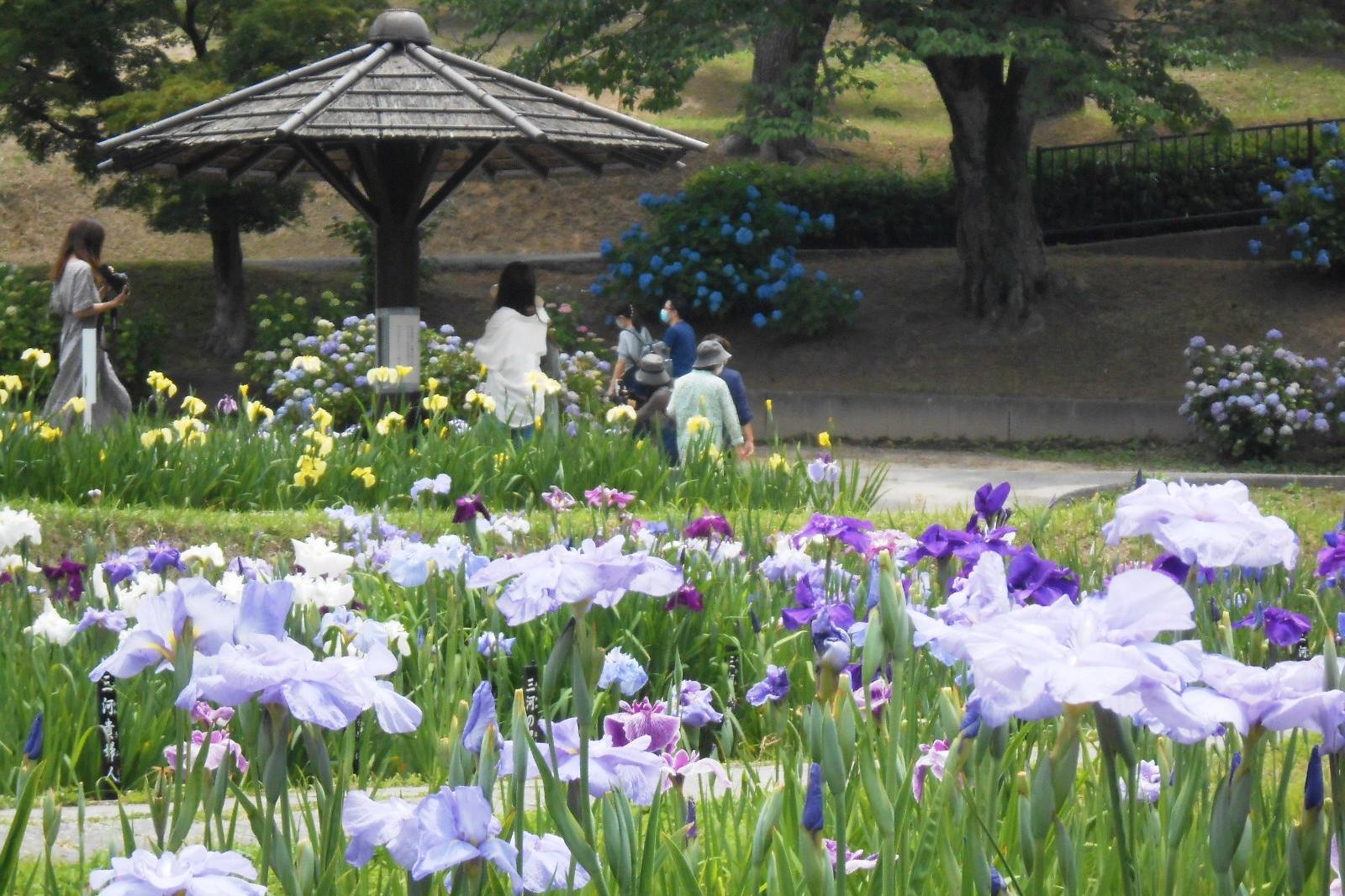 6月2日（水）時点の花菖蒲園の様子です。