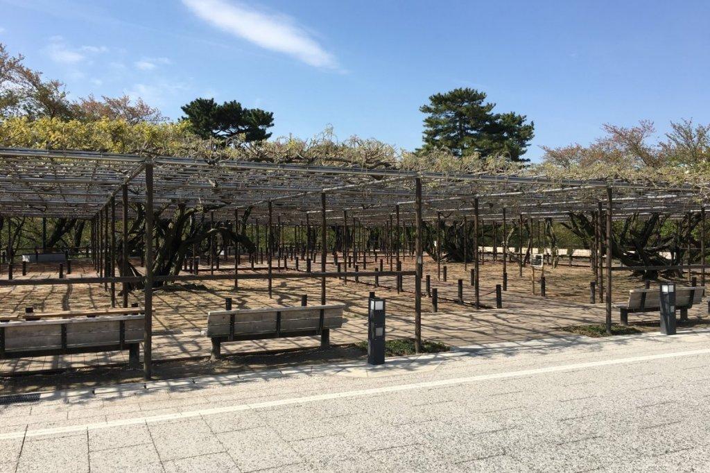 五万石ふじの開花状況