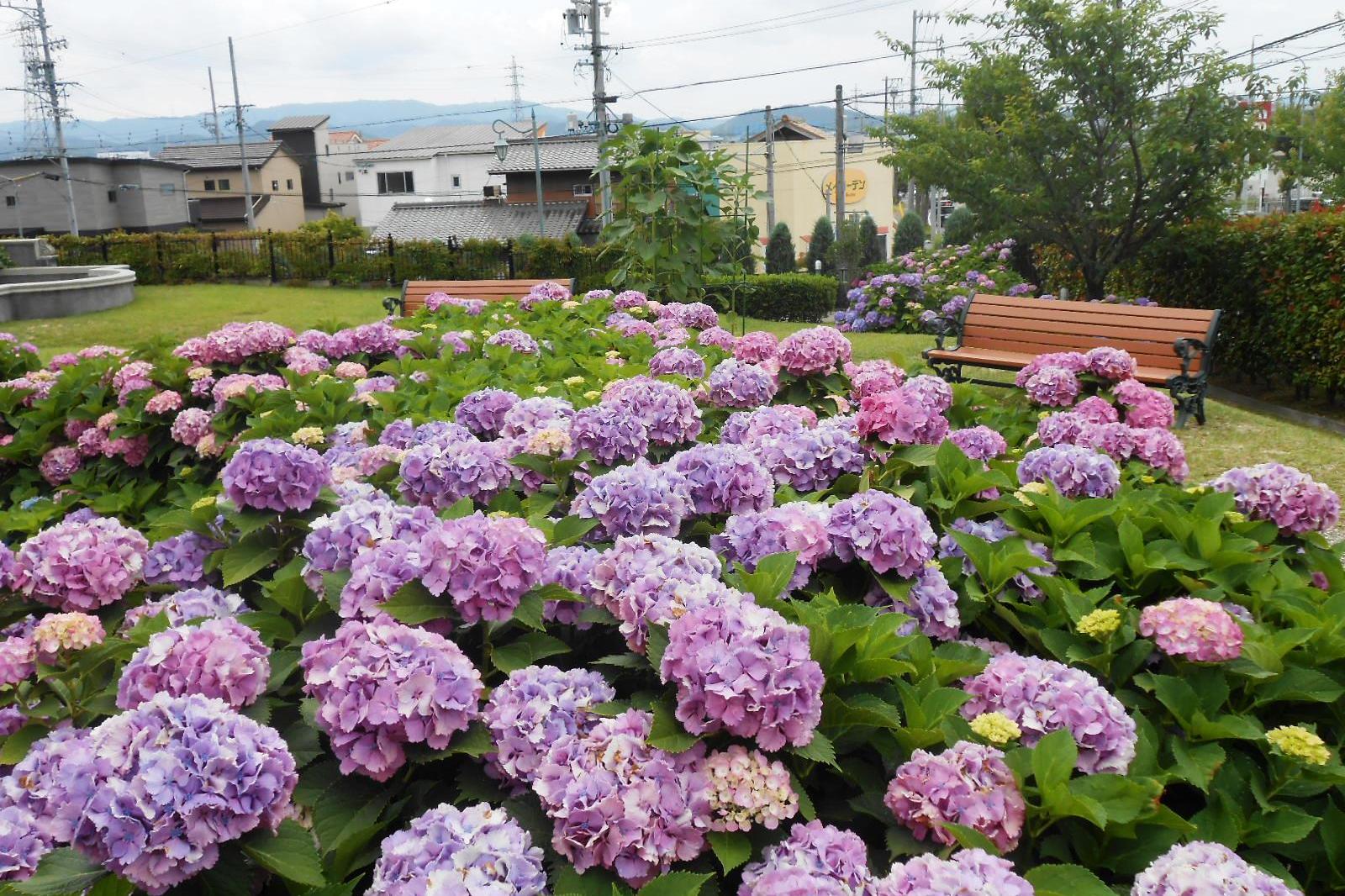 6月18日（金）のアジサイの様子を更新しました。