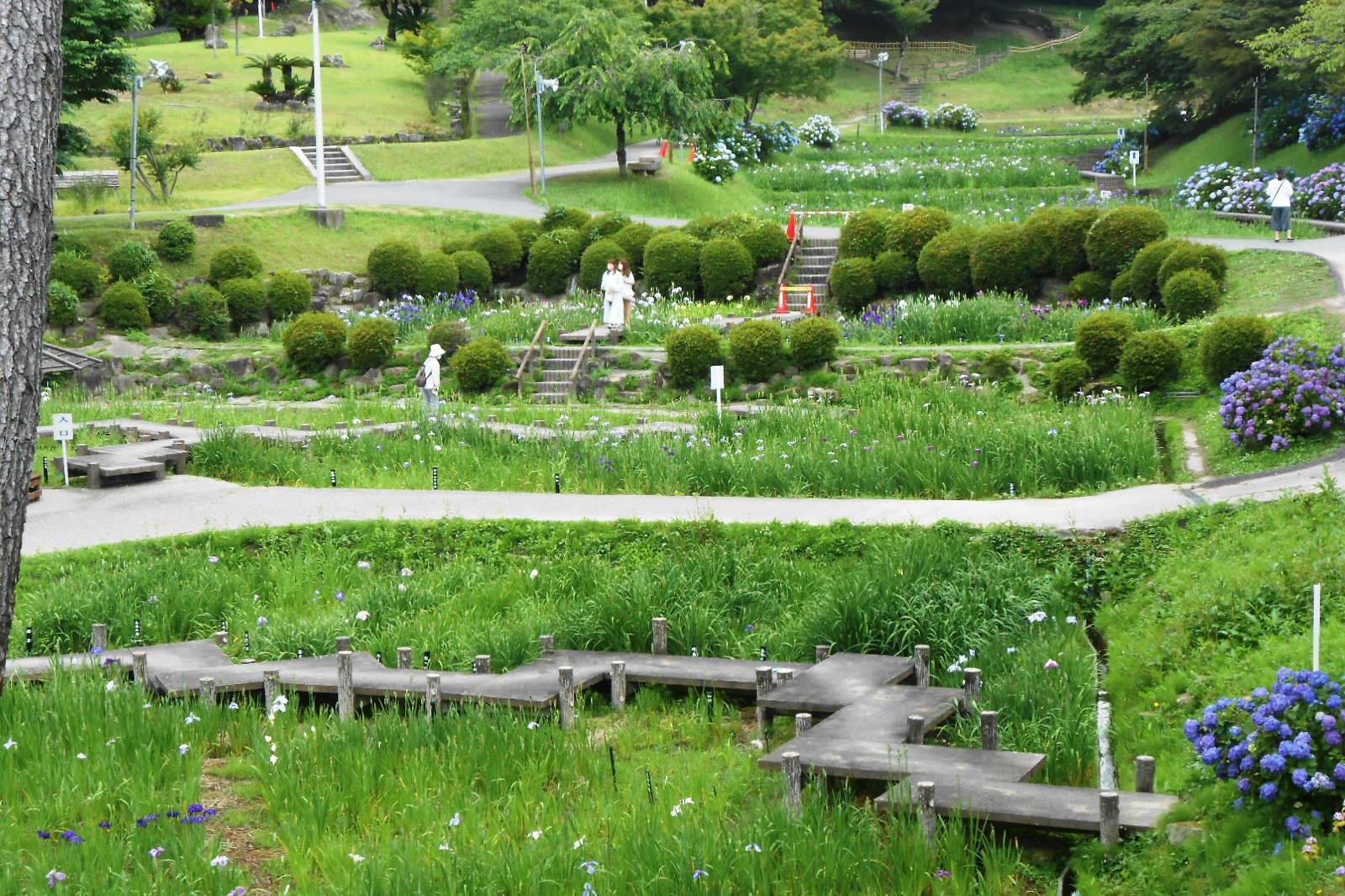 6月18日（金）の花菖蒲園の様子を更新しました。