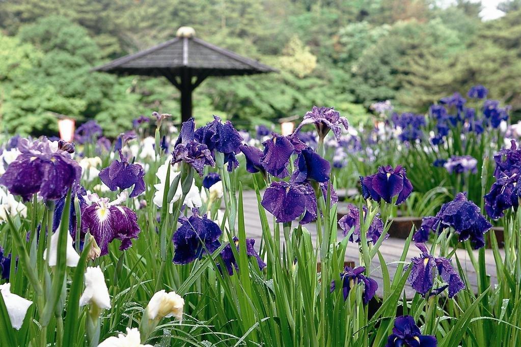 「花菖蒲の無料配布」についてご案内いたします。