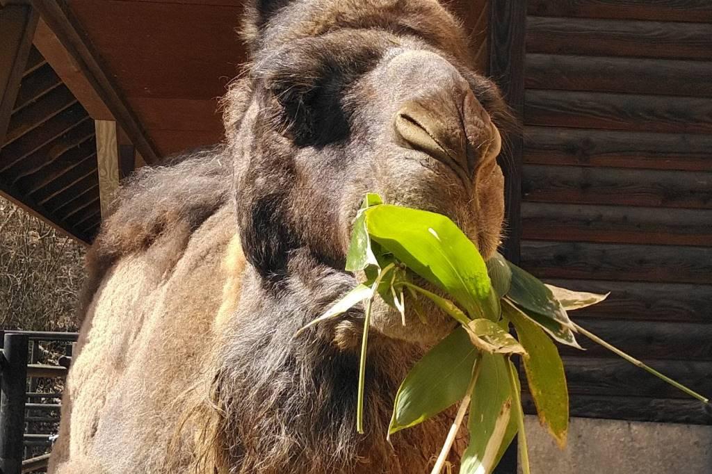 ヒトコブラクダの「ヒトミ」の展示を開始します。