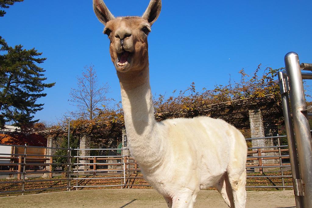 名古屋テレビ放送メ～テレ「ドデスカ！」で東公園動物園のラマが紹介されます。